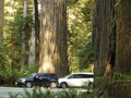 Redwood